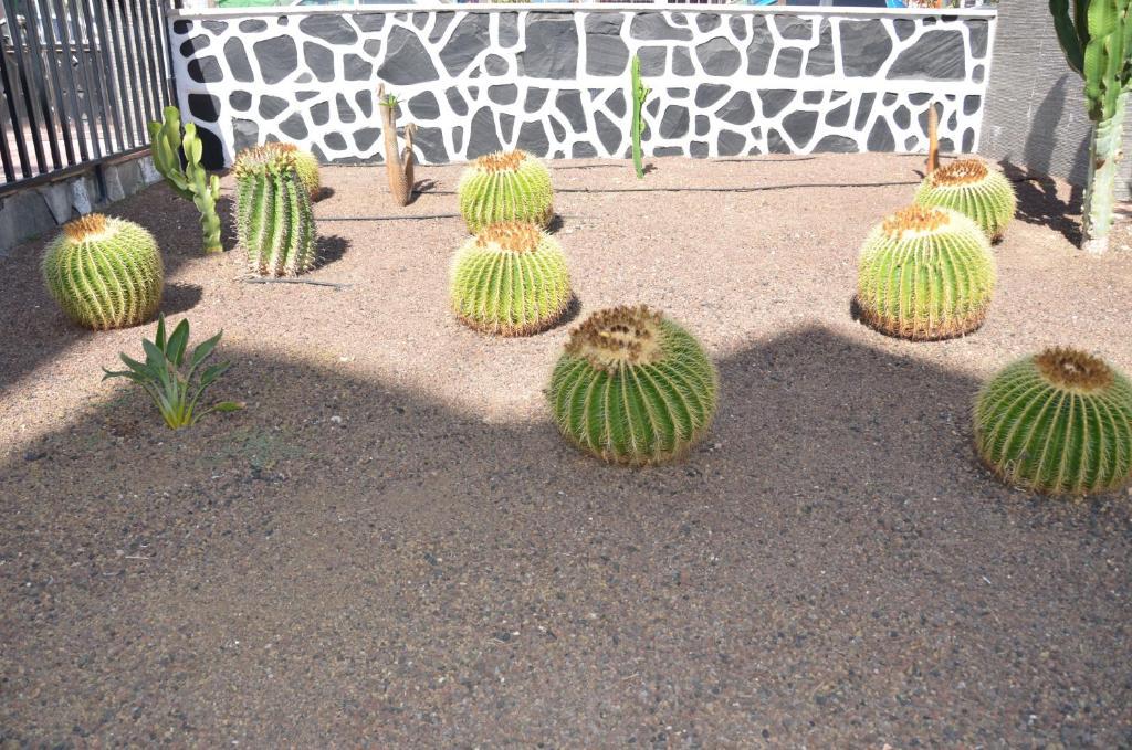 Los Cactus Плая дел Инглес Екстериор снимка